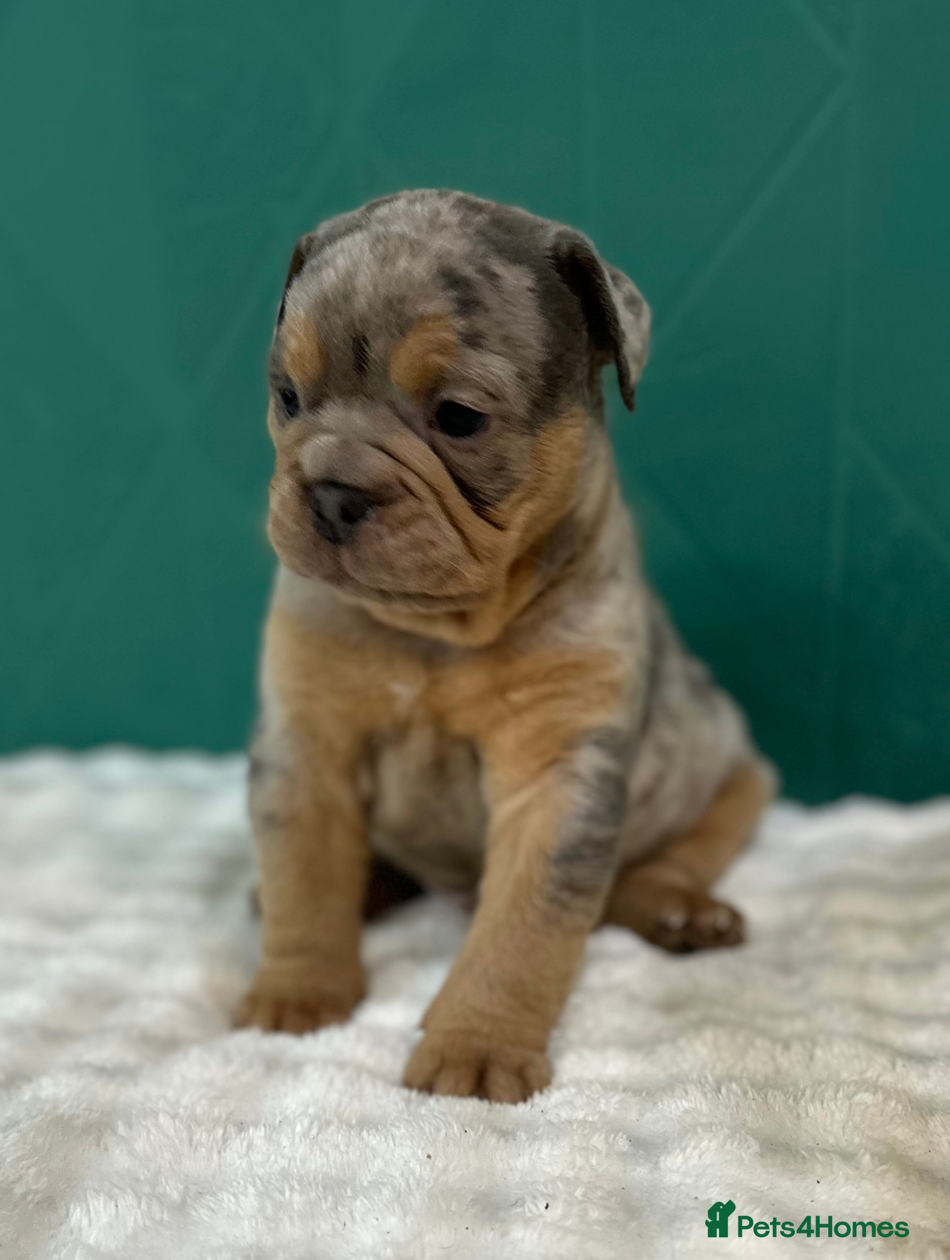 Old Tyme Bulldog dogs 1 fluffy girl Gorgeous olde bulldogs  - Advert 1