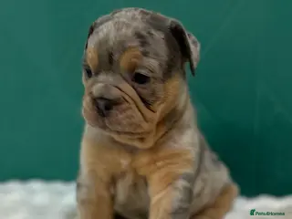 Old Tyme Bulldog dogs 1 fluffy girl Gorgeous olde bulldogs - Advert 1