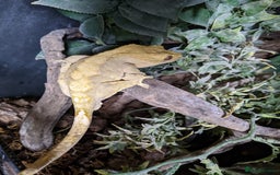 Gecko reptiles for sale: Adult Male Crested Gecko with setup - Image 1