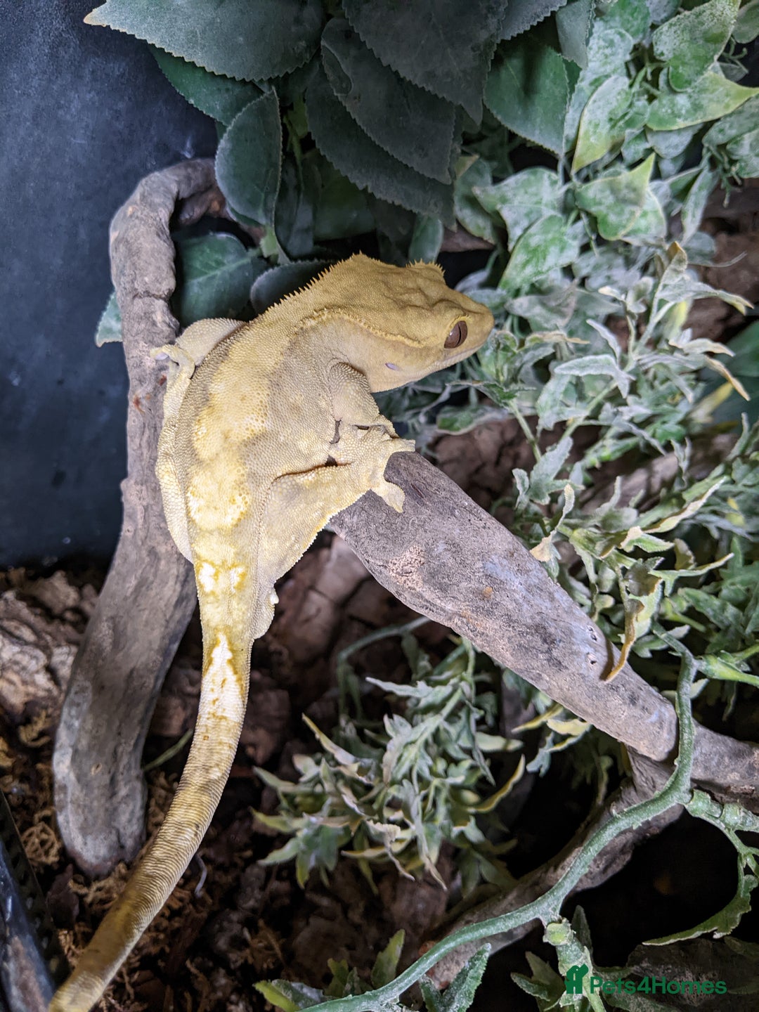 Gecko reptiles for sale: Adult Male Crested Gecko with setup - Image 1