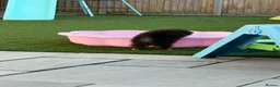 Pomeranian dogs for sale: KC registered & pedigree Pomeranian puppy in Havant - Advert 15