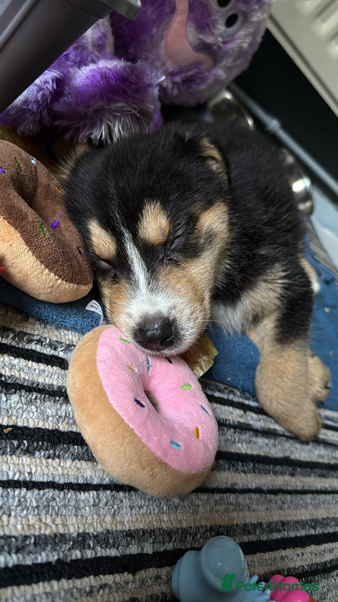Mixed Breed dogs for sale: "Stormi" female puppy - Image 3