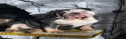 English Bulldog dogs for sale: English bulldog female - Advert 5