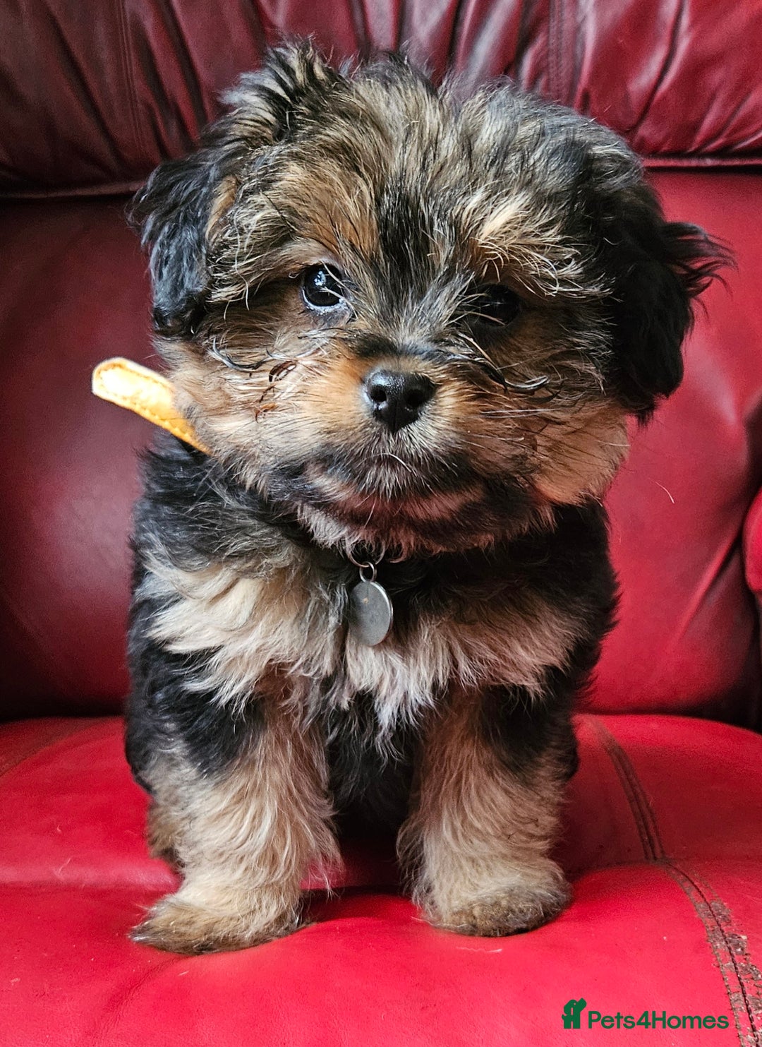 Mixed Breed dogs for sale: Shihpoo x Pomeranian girl available - Advert 6