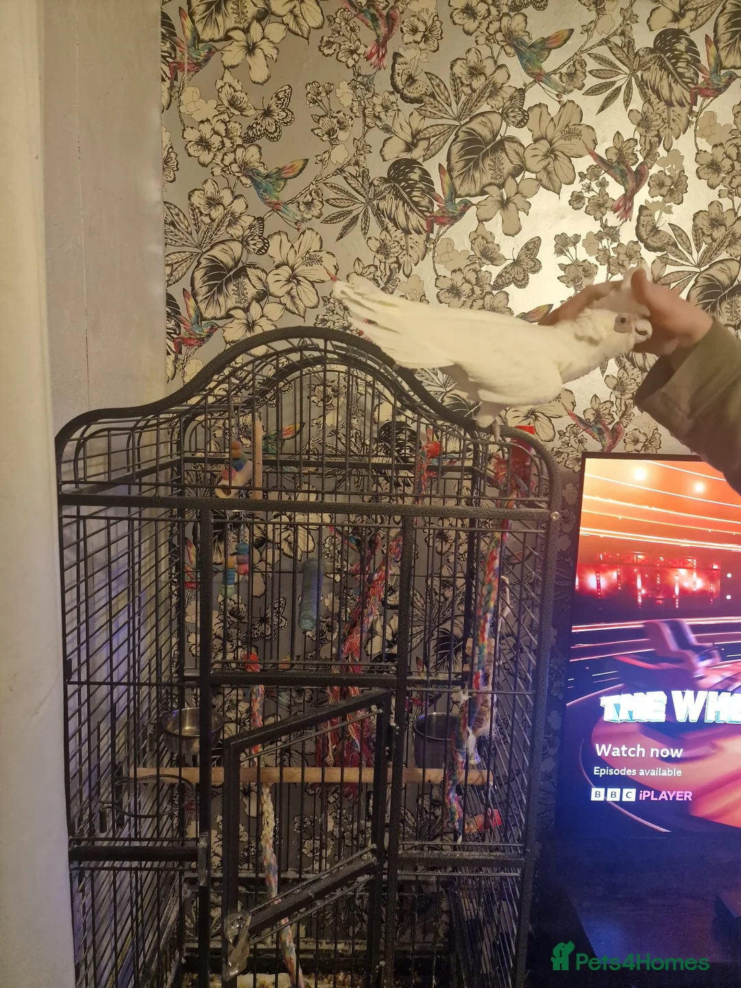 Cockatoo birds for sale: Cockatoo, male, 20yrs old in Erith - Advert 7