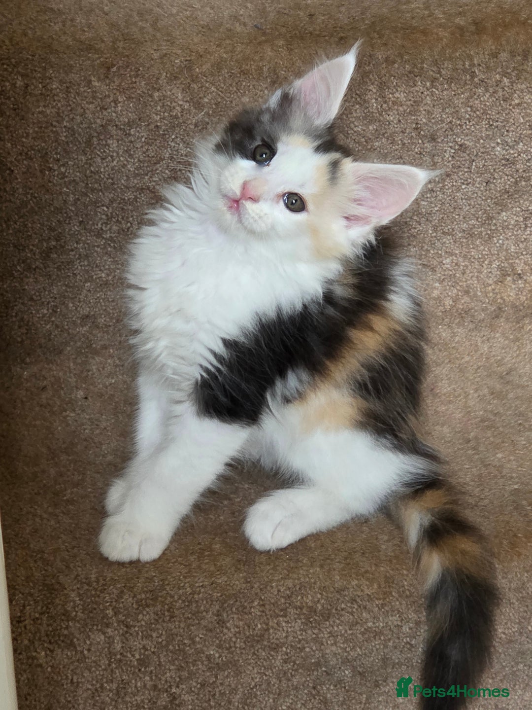 Maine Coon cats for sale: Variety of Maine coon kittens - Image 35