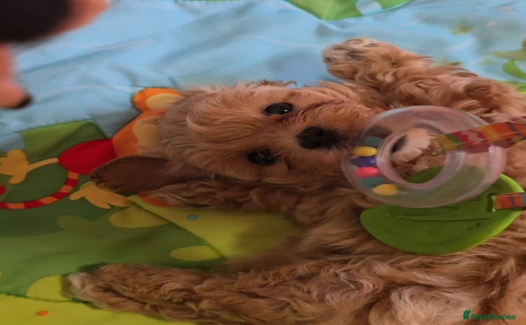 Maltipoo dogs - Advert 2