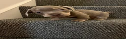 Mixed Breed dogs for sale: French Weiner Puppy's  - Advert 9