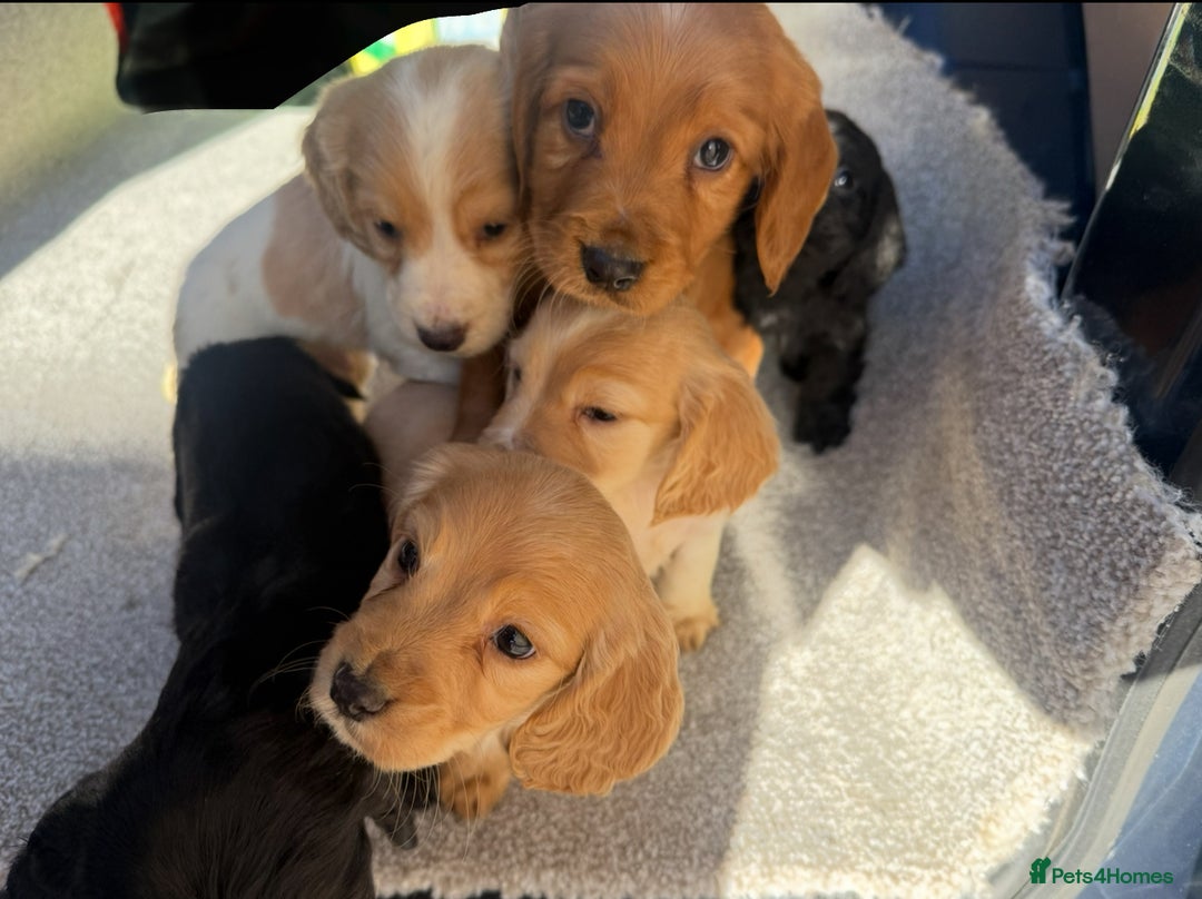 Cocker Spaniel dogs for sale: Cocker spaniel puppies  - Image 7