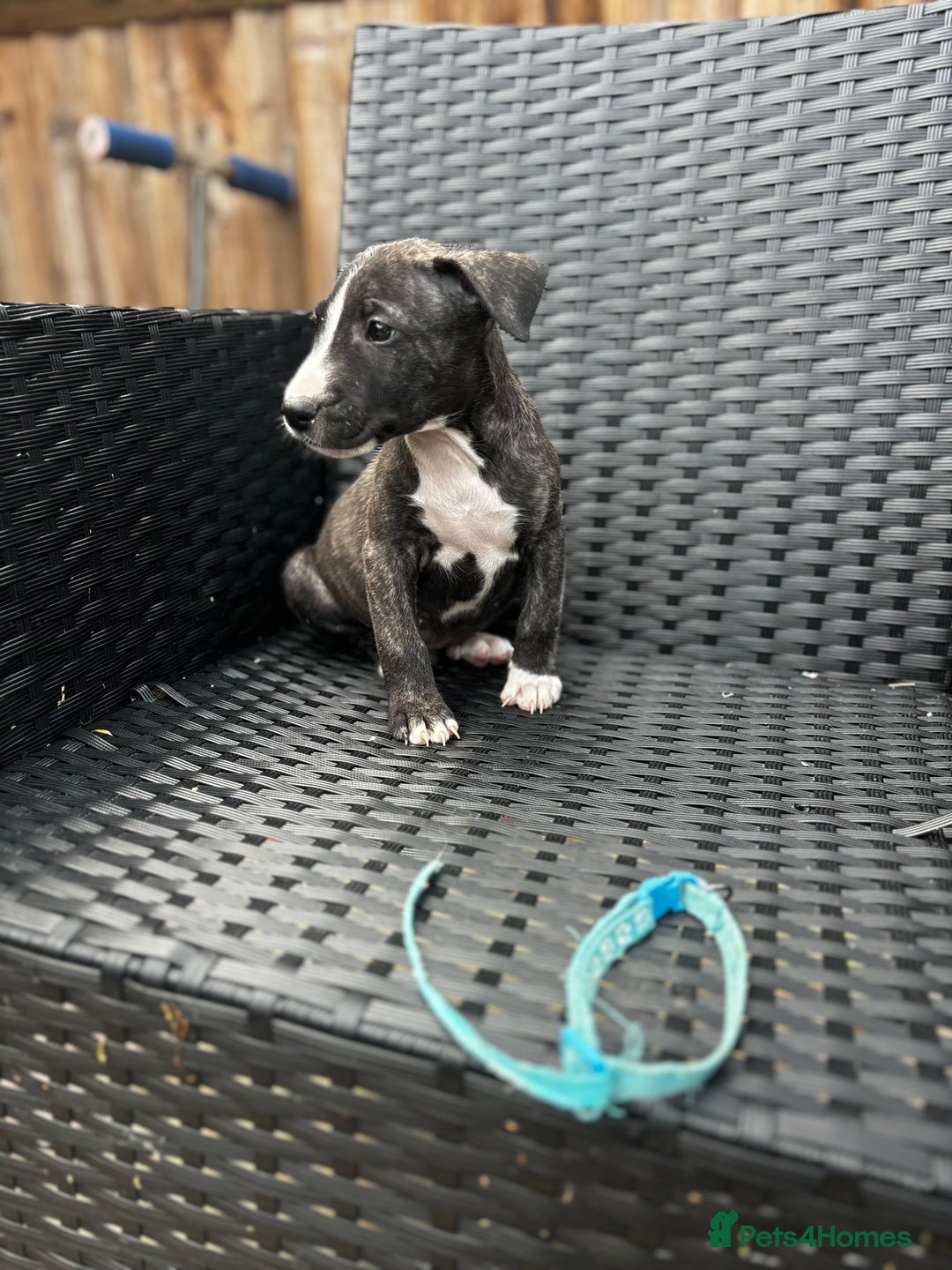 English Bull Terrier dogs for sale: English bull terrier (Working lines) - Image 3
