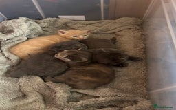 Mixed Breed cats for sale: Half mine coon half British  - Image 19