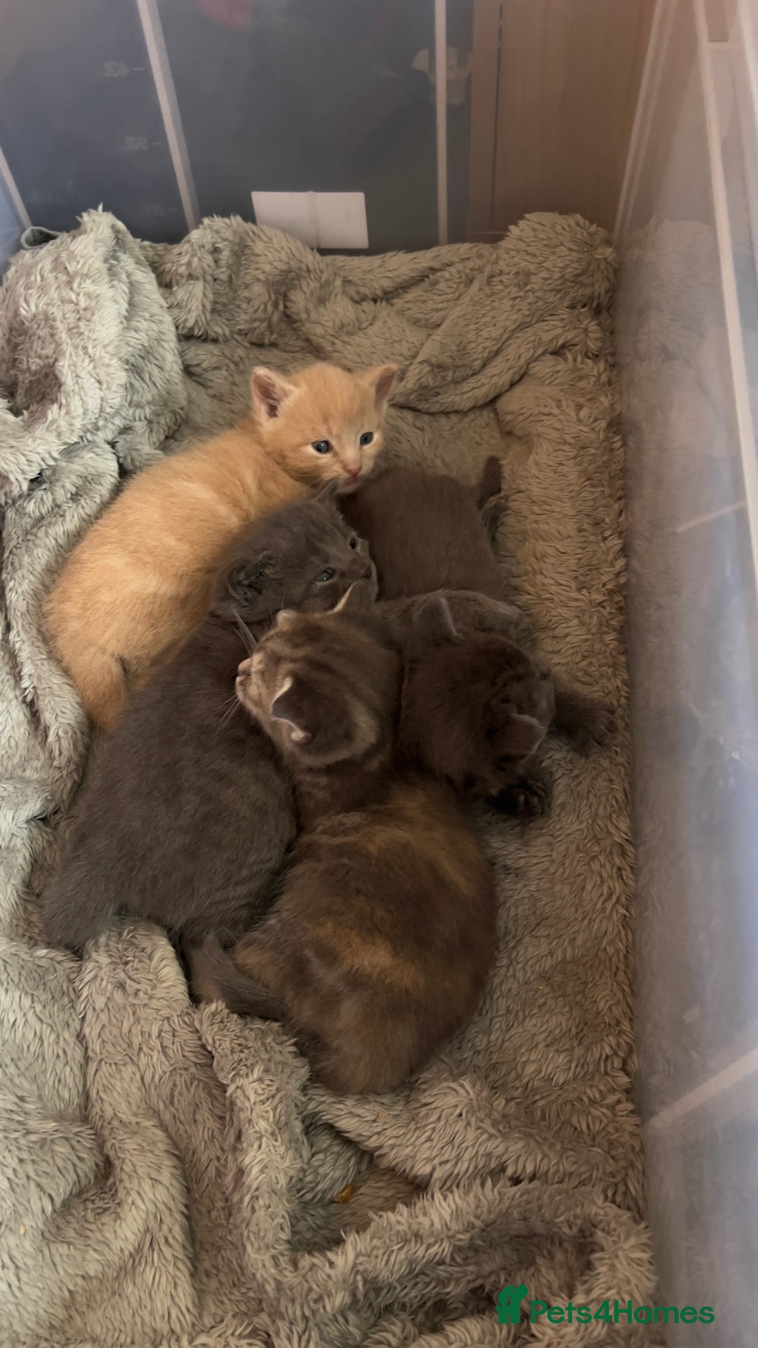 Mixed Breed cats for sale: Half mine coon half British  - Image 19
