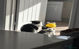 Turkish Van cats for sale: REMOMING 2 beautiful cats - Image 1