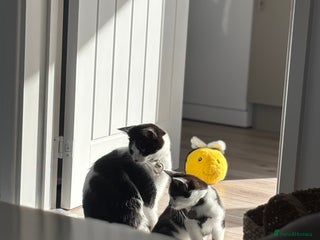 Turkish Van cats for sale - Advert 1