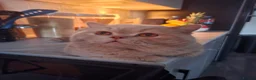 British Shorthair cats for sale:  100% Pedigree chunky BSH kittens - Advert 14