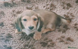 Miniature Dachshund dogs for sale: Long haired Shaded cream, 5 ⭐ licenced breeder - Image 13