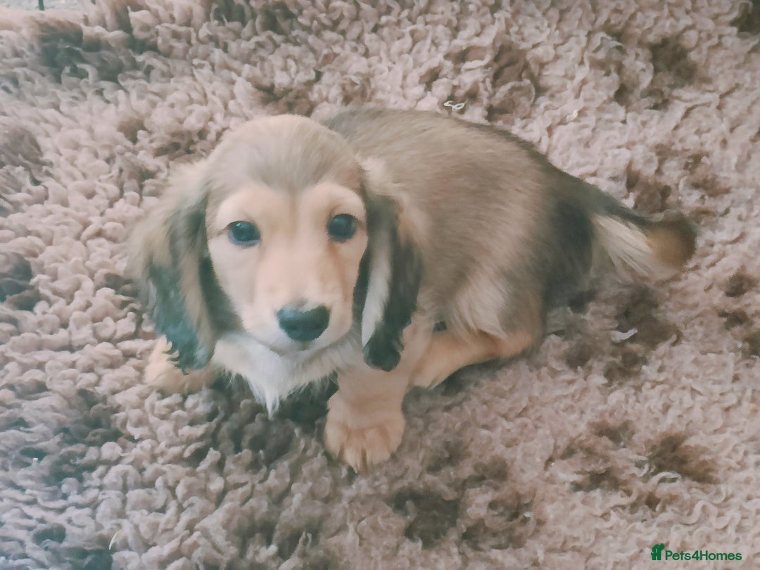 Miniature Dachshund dogs for sale: Long haired Shaded cream, 5 ⭐ licenced breeder - Image 13