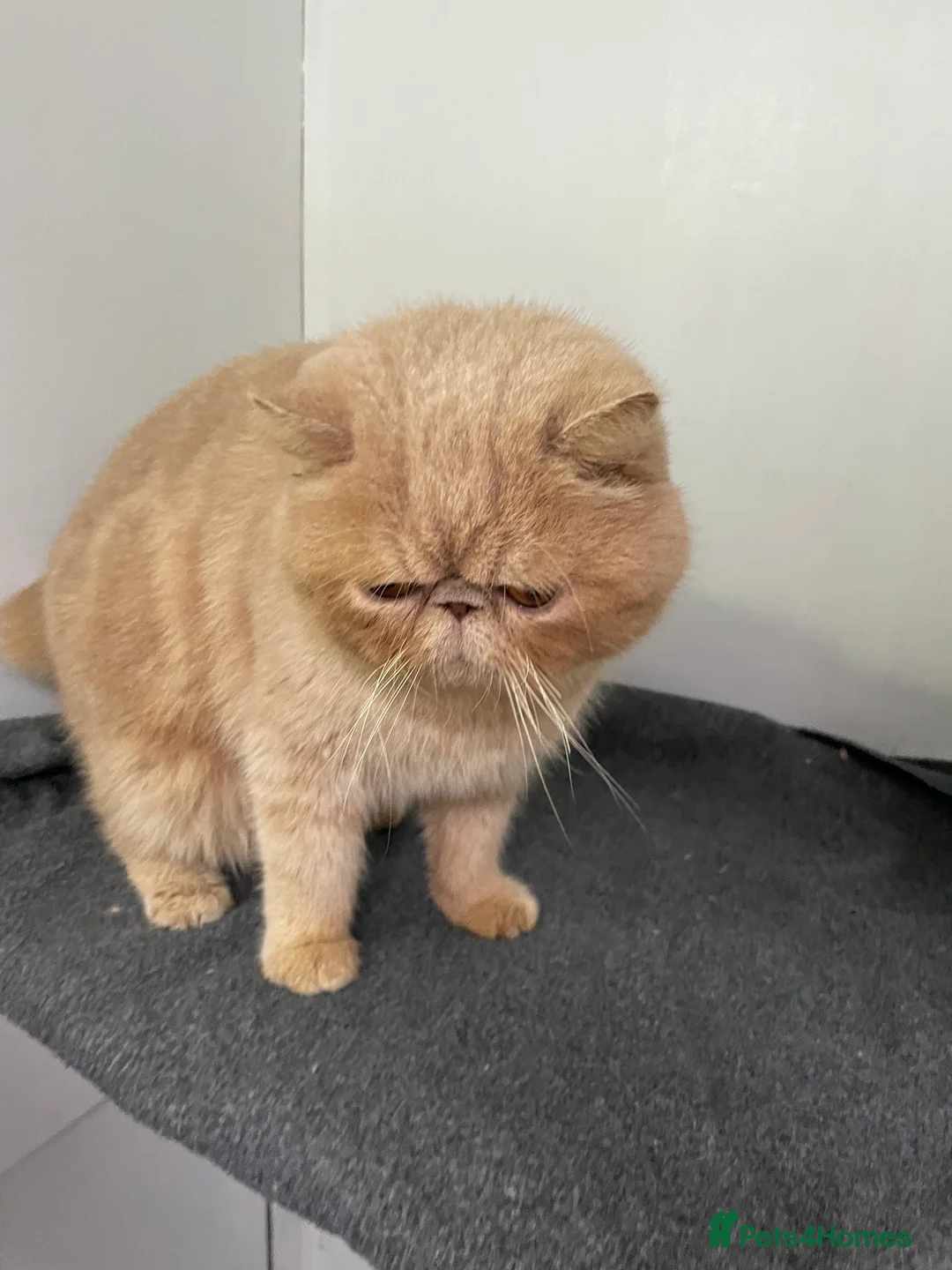 British Shorthair cats for sale: Male exotic  - Advert 1