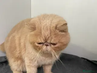 British Shorthair cats Male exotic - Advert 4