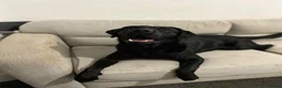 Labrador Retriever dogs for sale: Black male Labrador called bruno - Advert 2