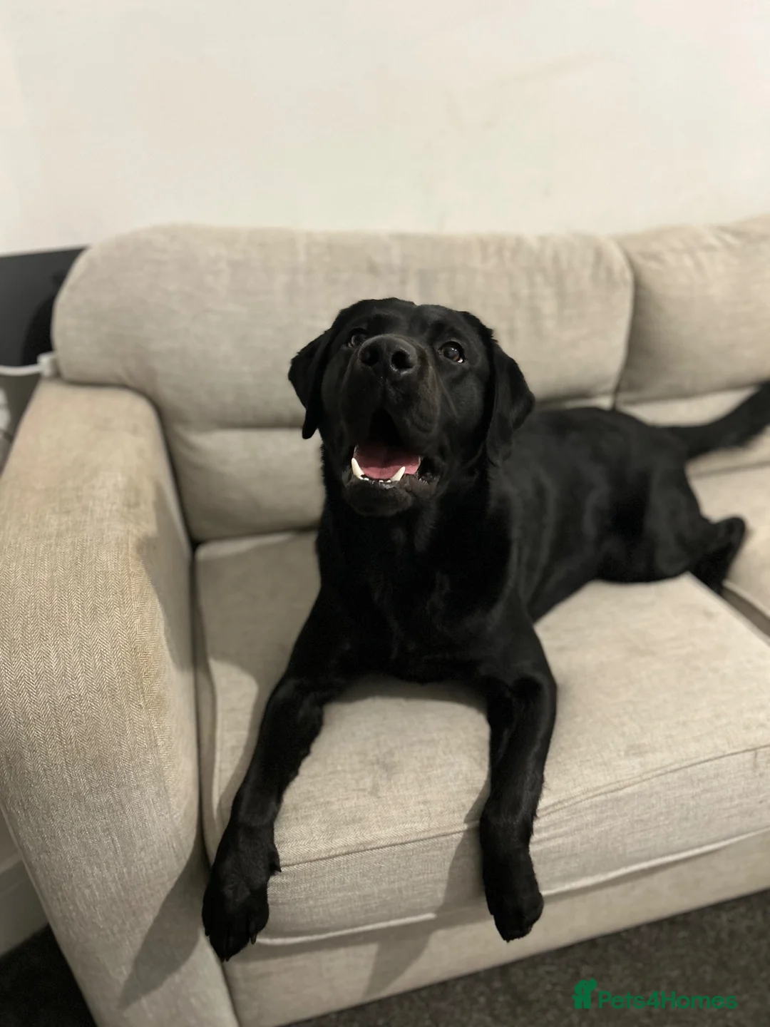 Labrador Retriever dogs for sale: Black male Labrador called bruno - Advert 2