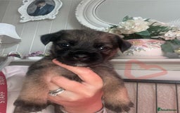 Border Terrier dogs for sale: Pedigree slem clear border terrier - Image 19