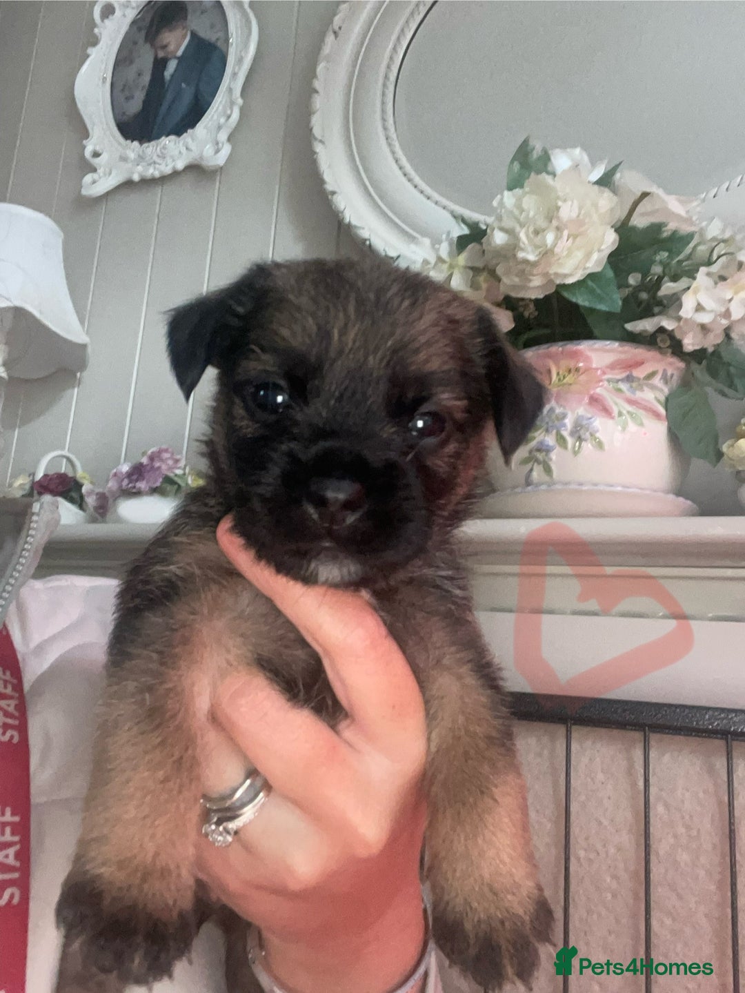 Border Terrier dogs for sale: Pedigree slem clear border terrier - Image 19