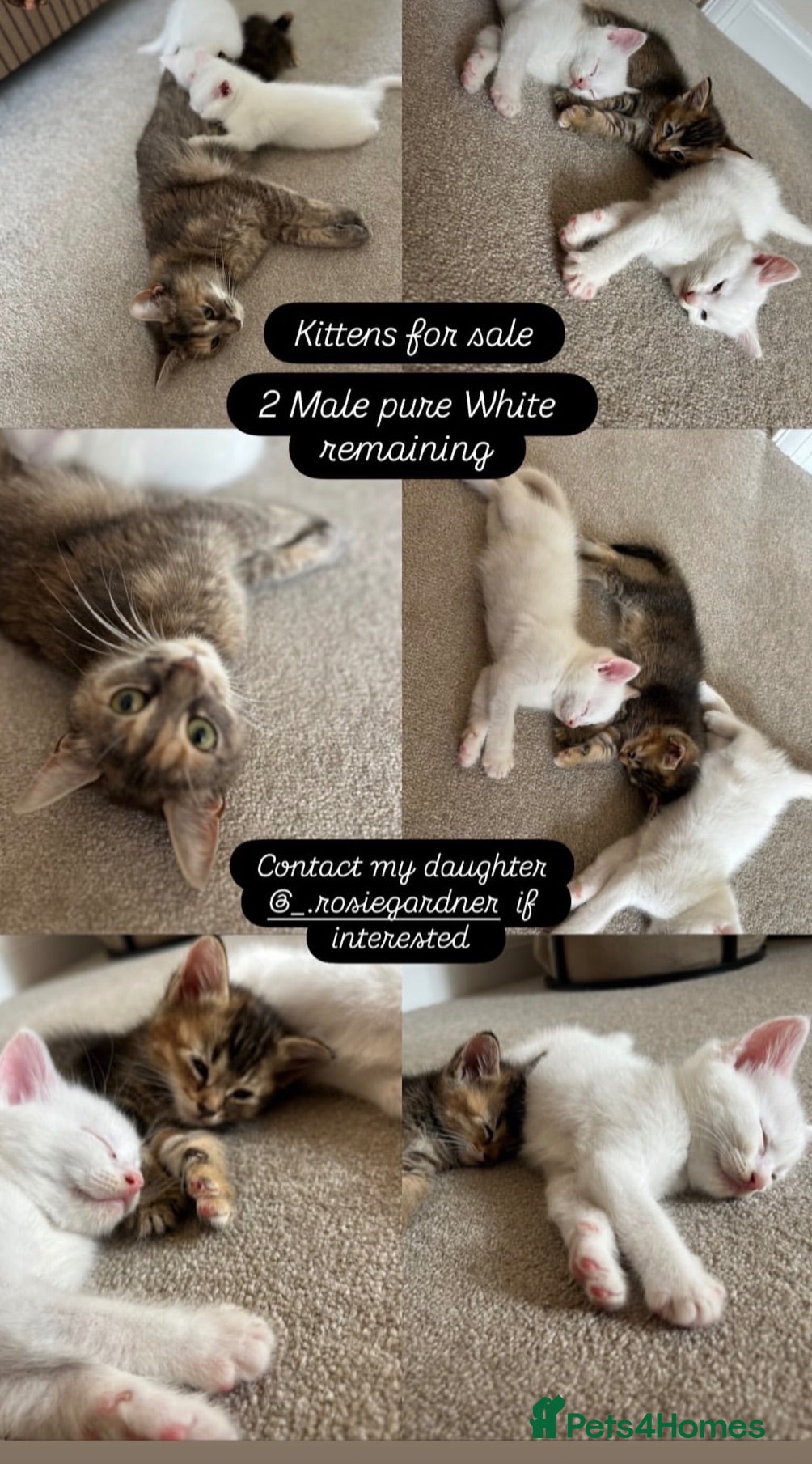 Mixed Breed cats 2 beautiful white kittens - Advert 2