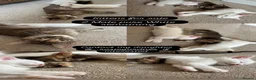 Mixed Breed cats for sale: 2 beautiful white kittens - Advert 1