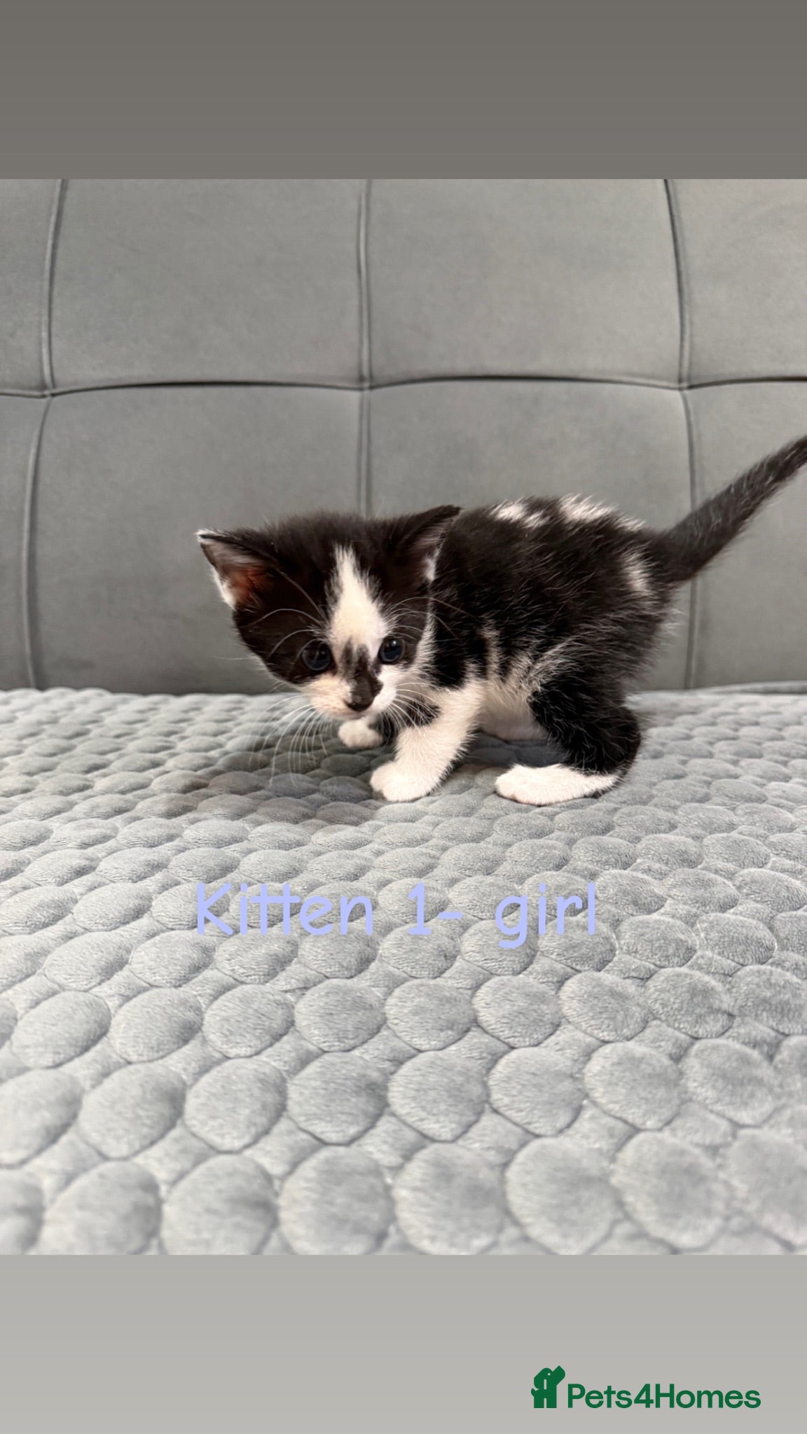 Mixed Breed cats 4 kittens for sale  - Advert 2