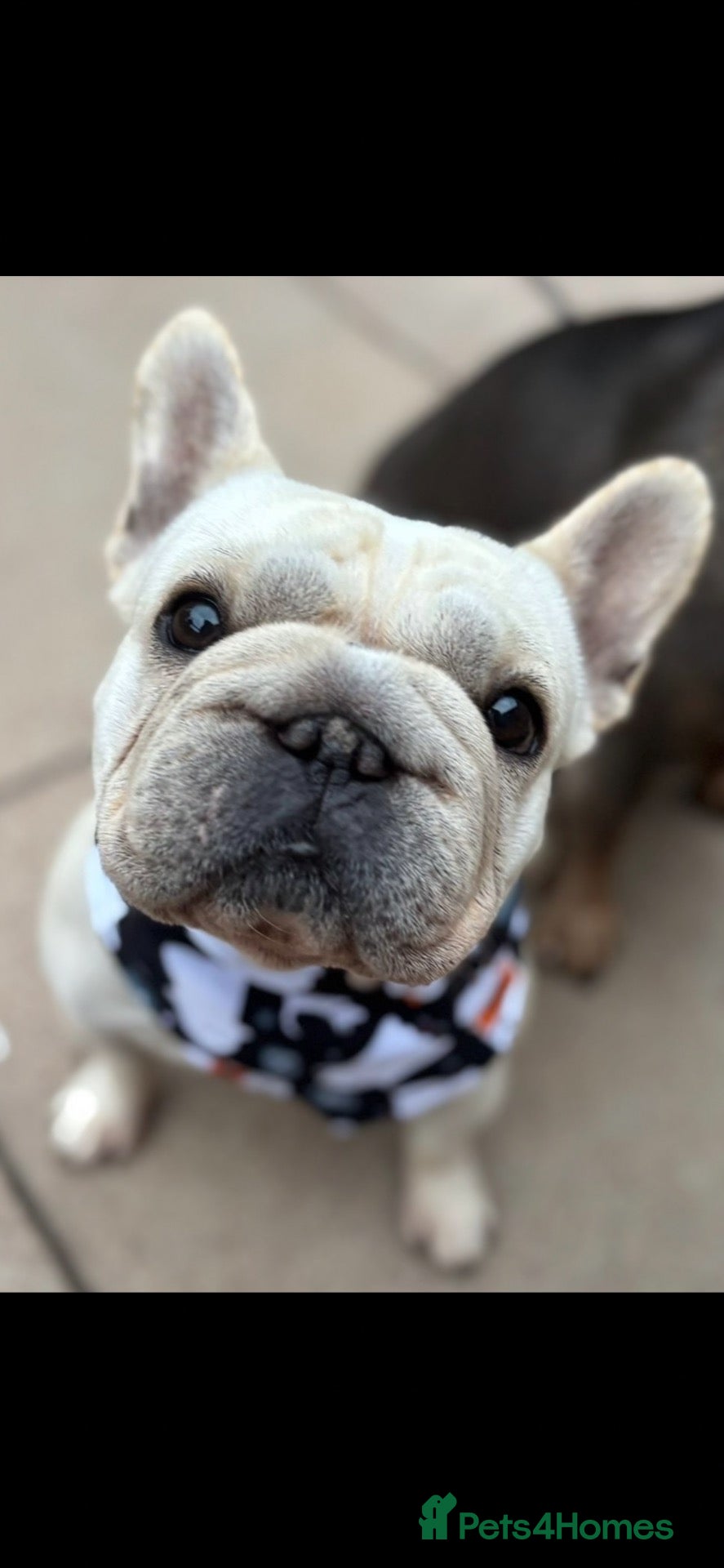 French Bulldog dogs Big rope French bulldog puppies  - Advert 1