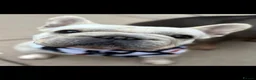 French Bulldog dogs for sale: Big rope  French bulldog puppies  - Advert 1