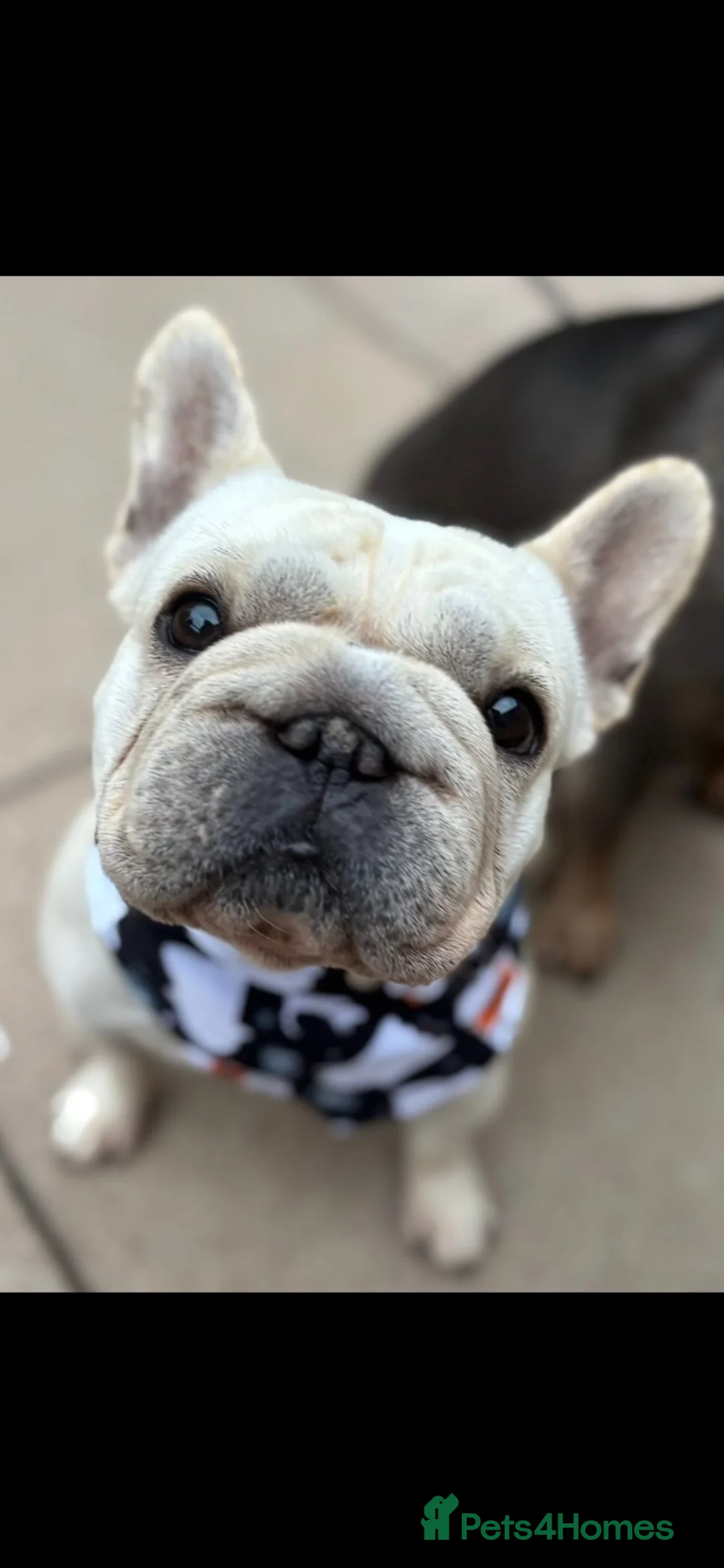 French Bulldog dogs for sale: Big rope  French bulldog puppies  - Advert 1