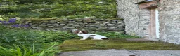 English Springer Spaniel dogs for sale: English springer spaniels liver and white  in Cupar - Advert 4