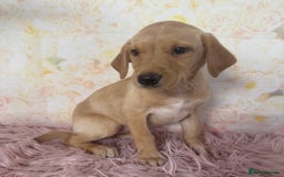 Labrador Retriever dogs for sale: Adorable Yellow Labradors *Ready Now* - Image 22