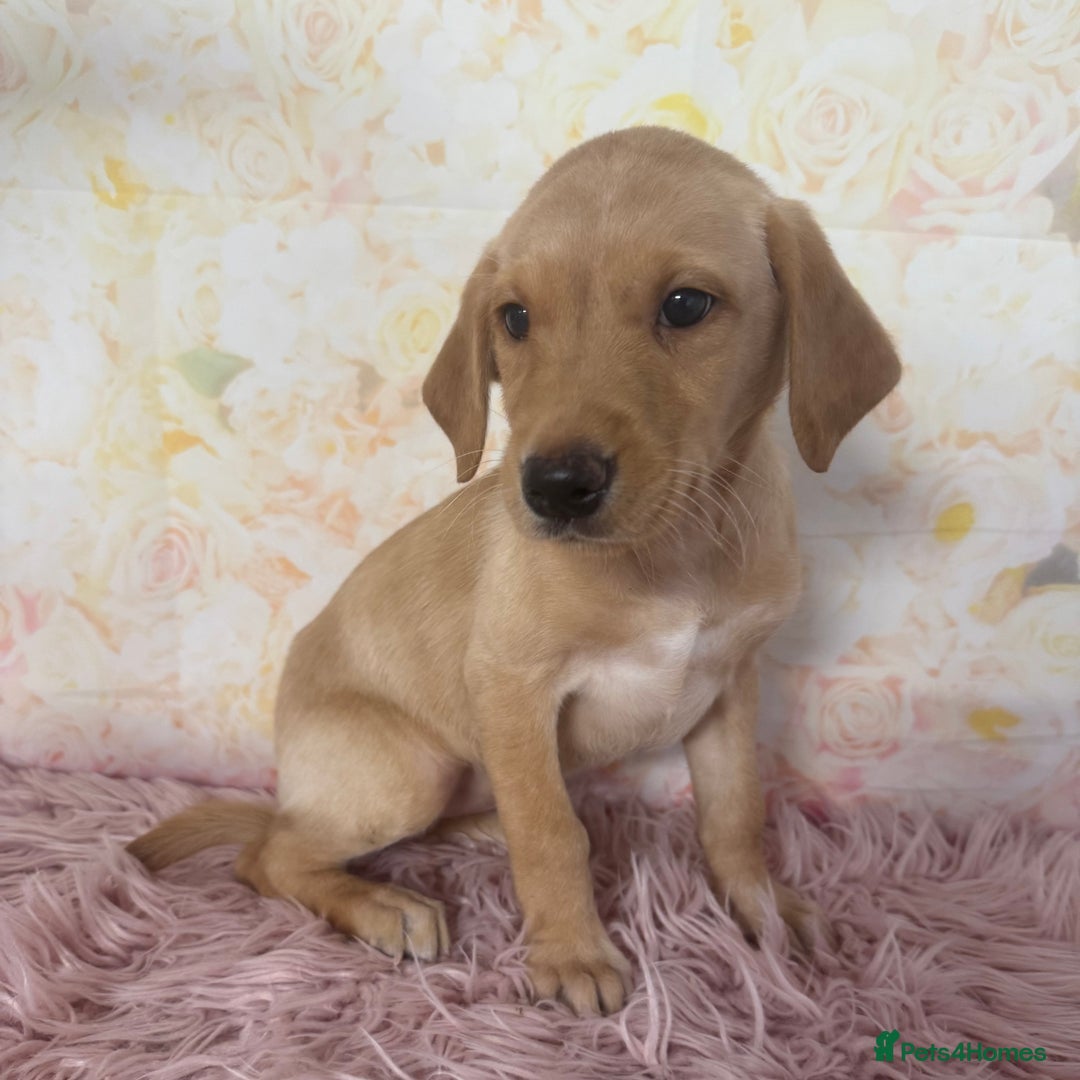 Labrador Retriever dogs for sale: Adorable Yellow Labradors *Ready Now* - Image 22