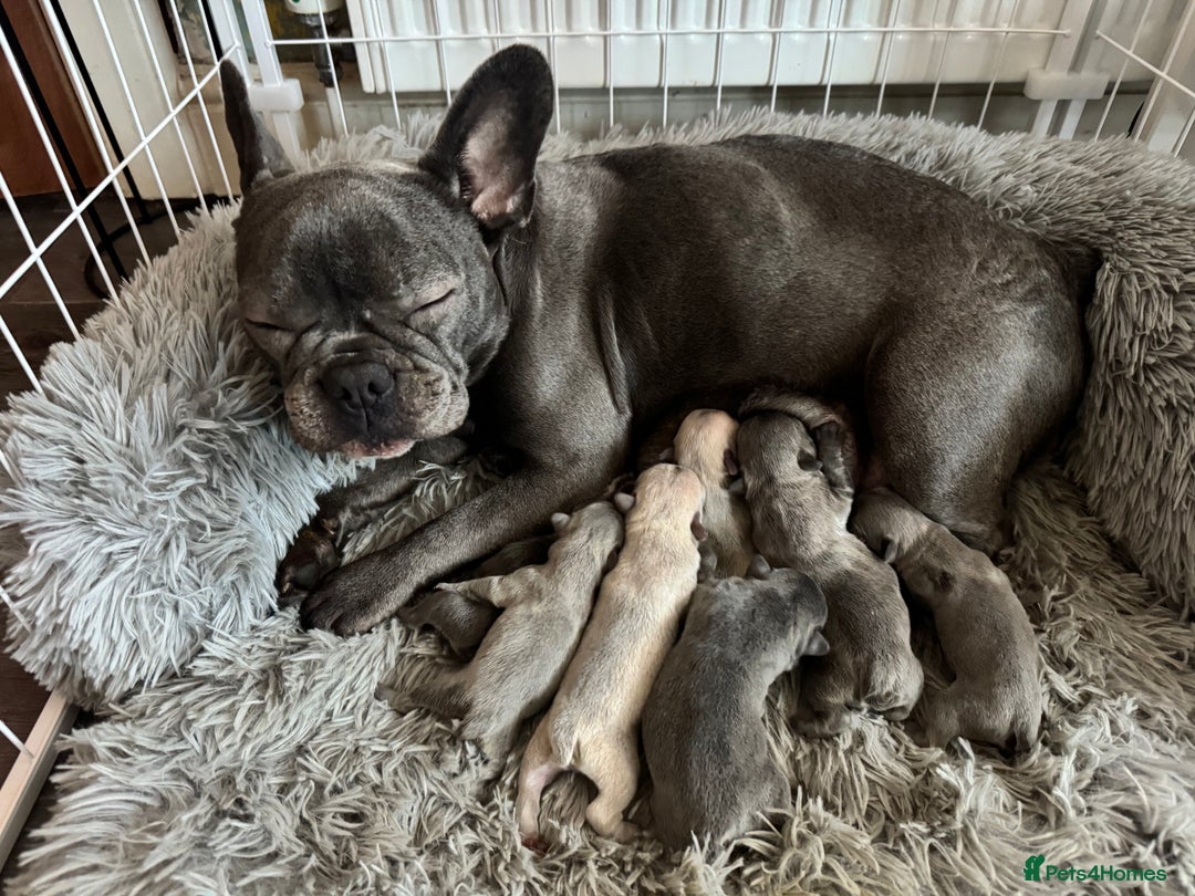 French Bulldog dogs for sale: 🎉 New years pups 🎉 7 adorable French bulldog pup - Advert 3
