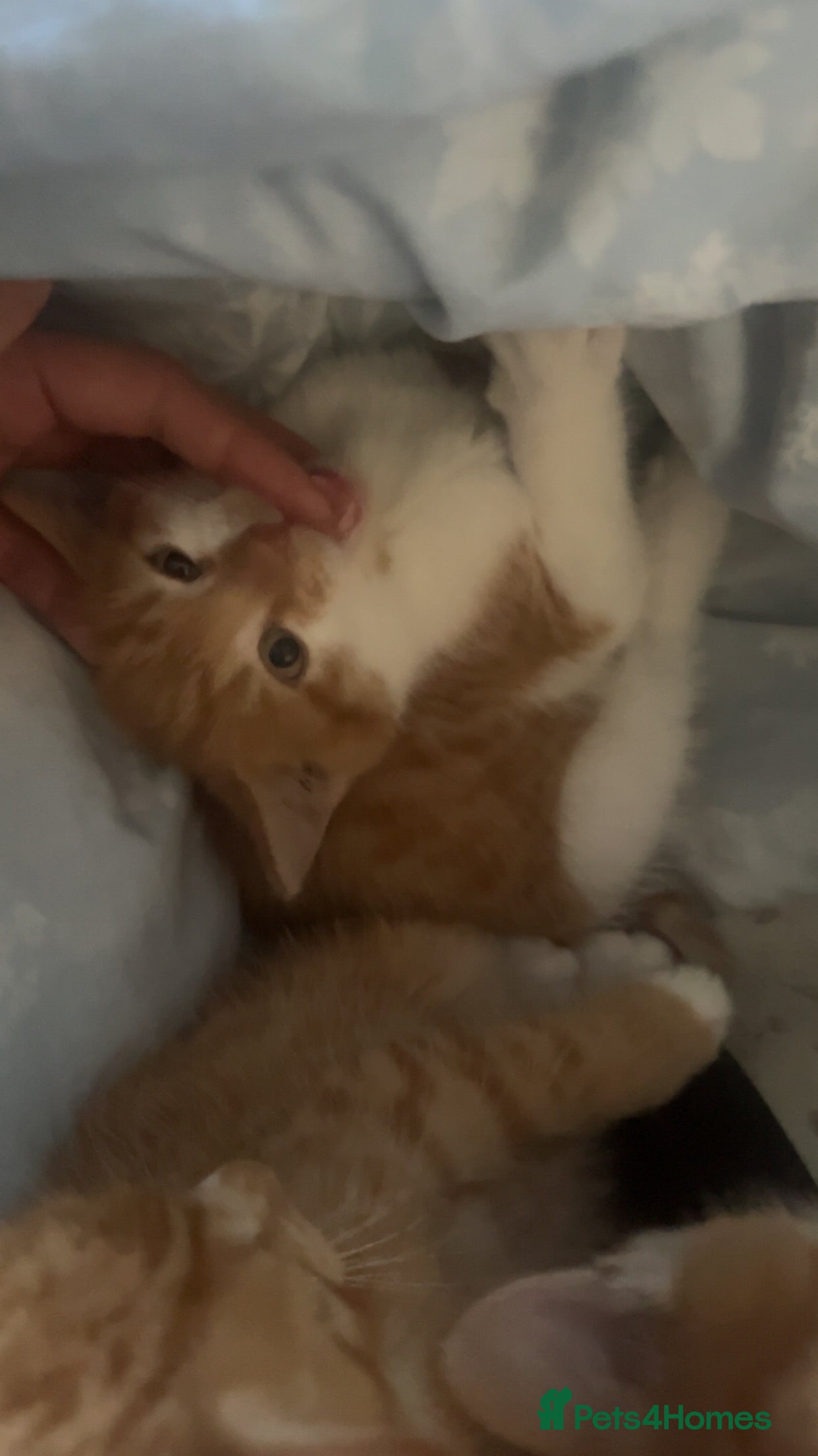 Mixed Breed cats One orange kitten left 💞💞 - Advert 6