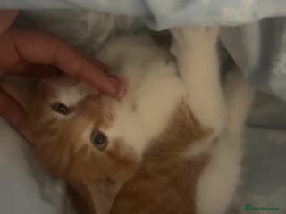 Mixed Breed cats One orange kitten left 💞💞 - Advert 6