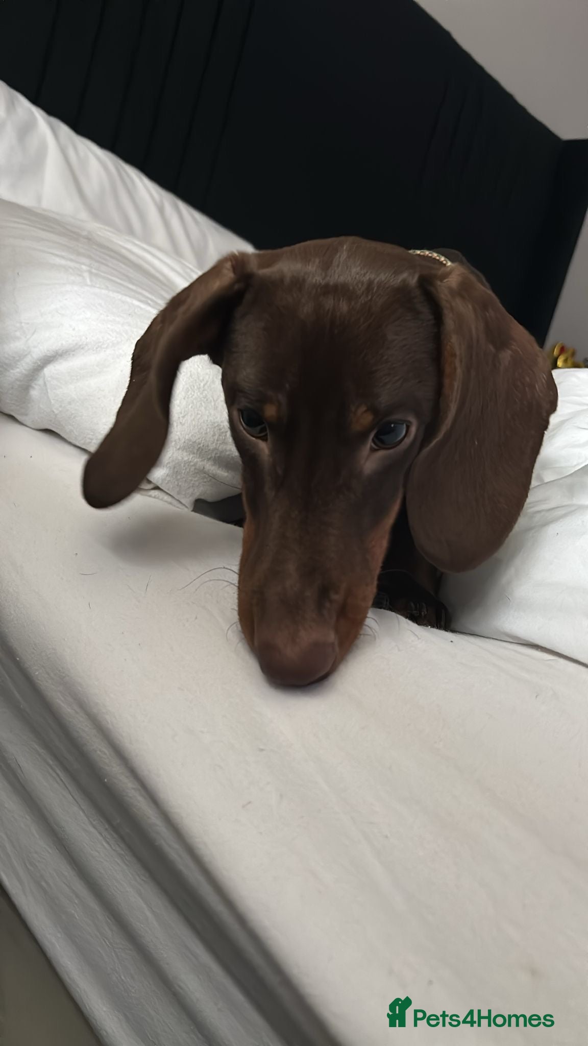 Dachshund dogs Miniature Dachshund   - Advert 1