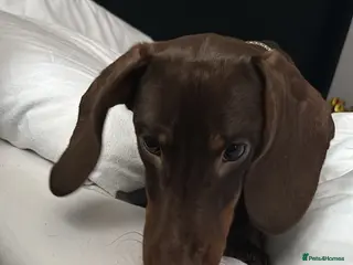 Dachshund dogs Miniature Dachshund - Advert 3