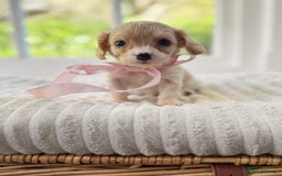 Cavapoochon dogs for sale: Cavapoochon puppies - Image 21