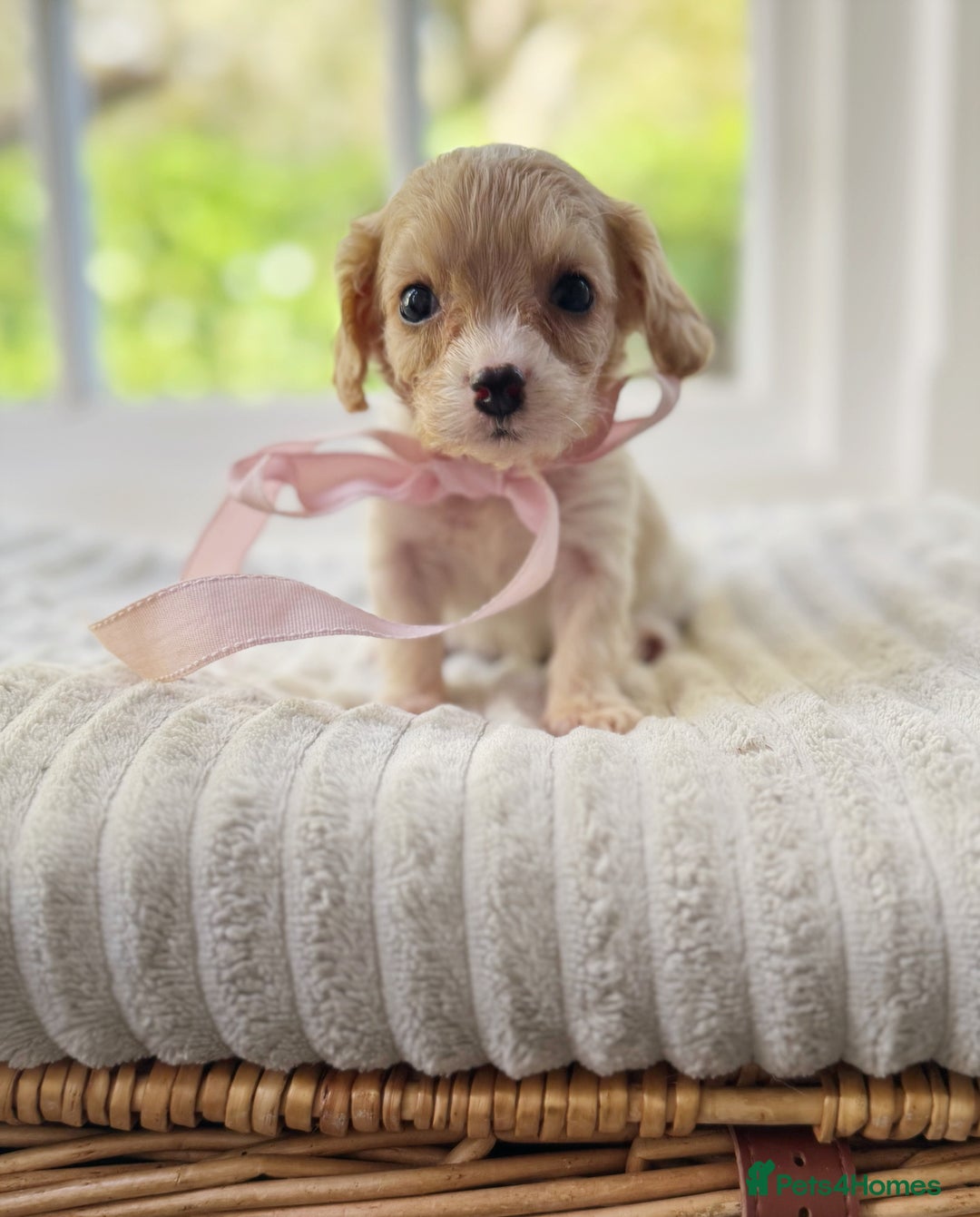 Cavapoochon dogs for sale: Cavapoochon puppies - Image 21