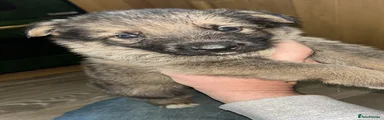 Shepsky 4
