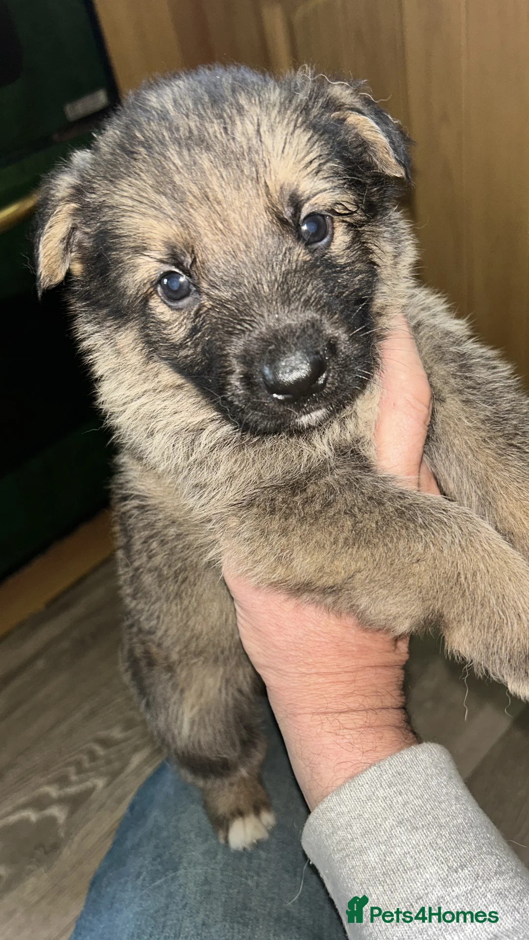 Shepsky dogs for sale: German shepherd husky x German shepherd  in Gravesend - Advert 2