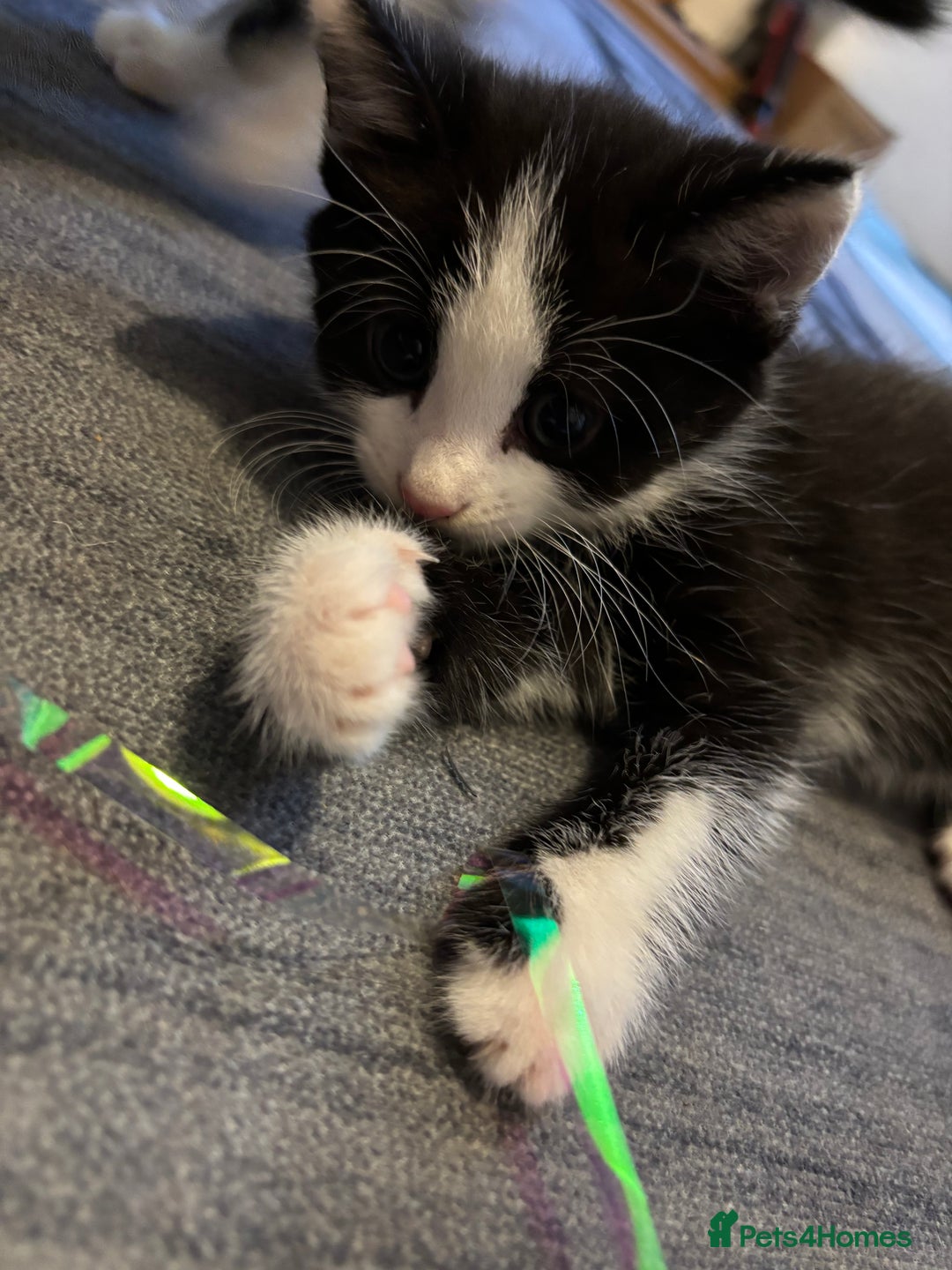 British Longhair cats for sale: Three adorable kittens  - Image 14
