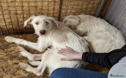 Mixed Breed dogs for adoption: BENJI - a handsome & gentle Boy  for a Loving Home - Image 36