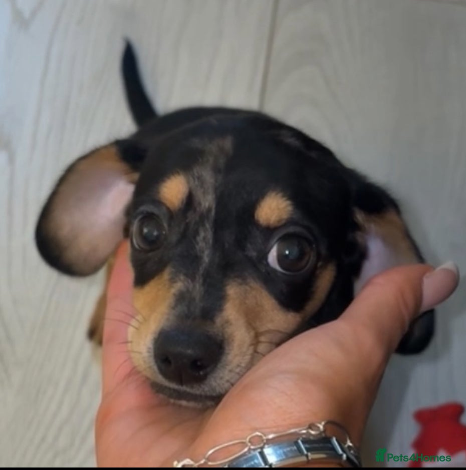 Chiweenie dogs Last one Merle Mini Dachshund X Puppy🐾 - Advert 9