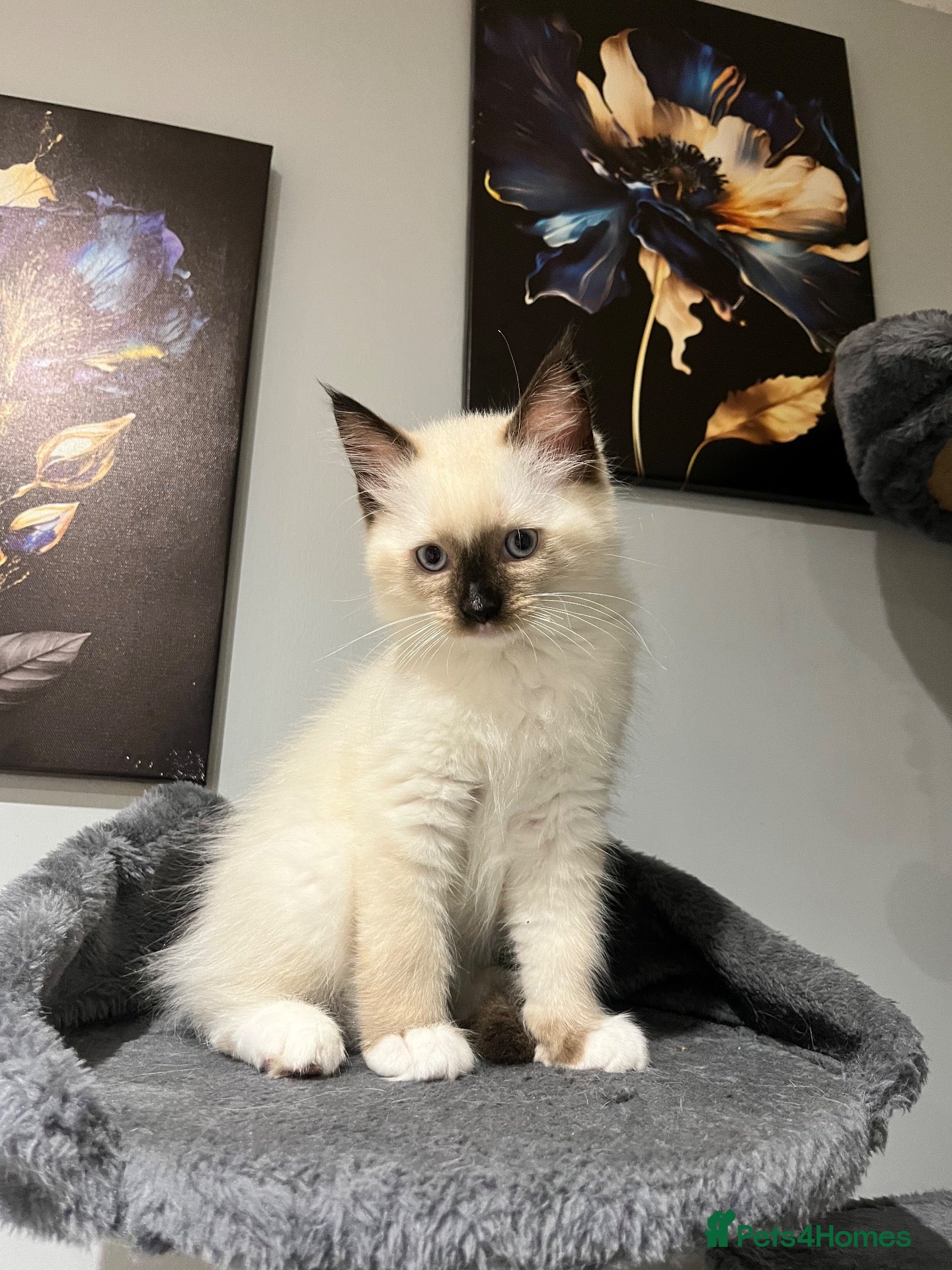 Ragdoll cats Beautiful purebred ragdoll kittens, 1 boy left  - Advert 2