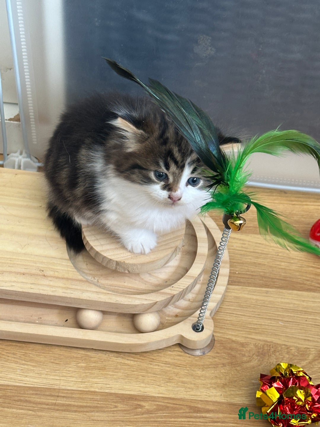 British Longhair cats for sale: Ready Now!! Beautiful BLH Kittens 💜🐾 - Image 13